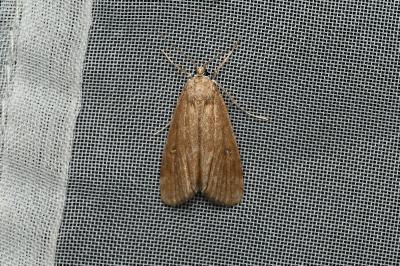 <i>Parapoynx stratiotata</i>