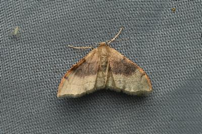 <i>Idaea degeneraria</i>
