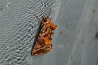<i>Autographa jota</i>