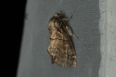 <i>Gluphisia crenata</i>