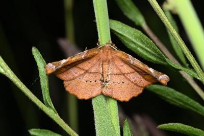 Apeira syringaria