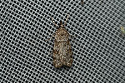<i>Scoparia</i>