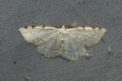 <i>Stegania trimaculata</i>