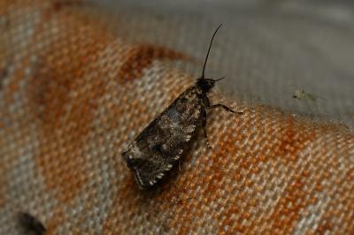 <i>Celypha lacunana</i>