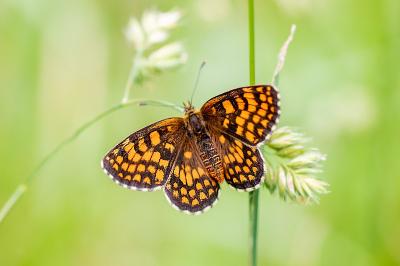 <i>Melitaea athalia</i>