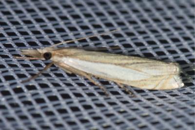<i>Crambus pascuella</i>
