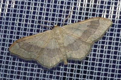 <i>Idaea aversata</i>