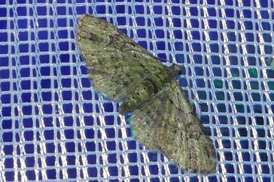 <i>Pasiphila rectangulata</i>