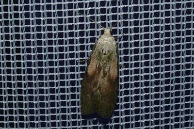<i>Aphomia sociella</i>