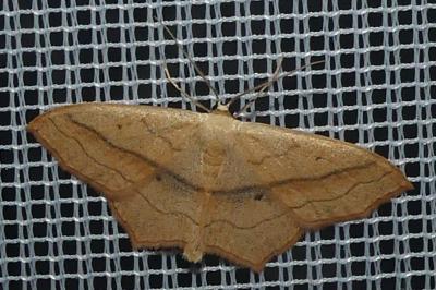 <i>Scopula imitaria</i>