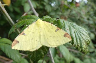 <i>Opisthograptis luteolata</i>