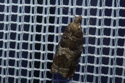<i>Ancylis achatana</i>