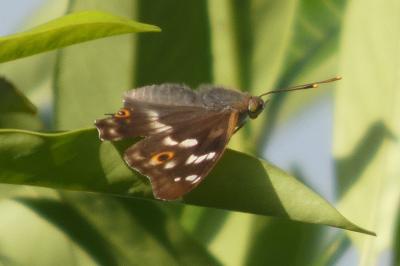 <i>Apatura ilia</i>