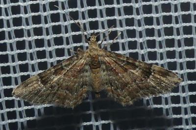 <i>Gymnoscelis rufifasciata</i>