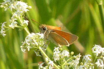 <i>Thymelicus sylvestris</i>