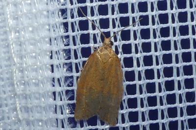 <i>Clepsis consimilana</i>