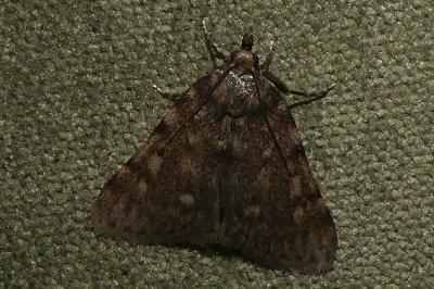 <i>Aglossa pinguinalis</i>