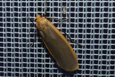 <i>Katha depressa</i>