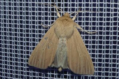 <i>Mythimna pallens</i>