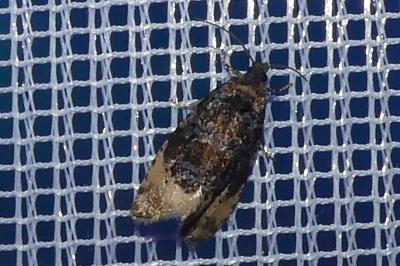 <i>Hedya ochroleucana</i>