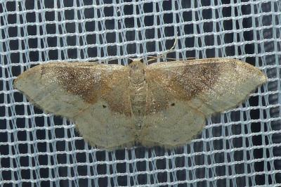 <i>Idaea degeneraria</i>