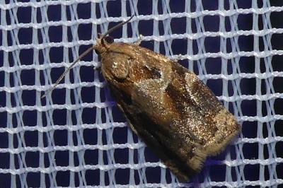 <i>Archips xylosteana</i>