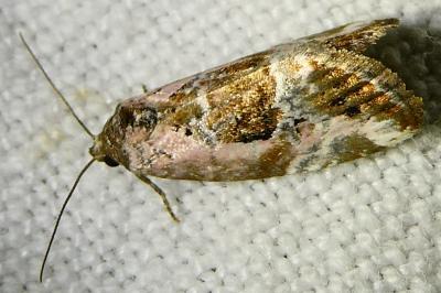 <i>Elaphria venustula</i>