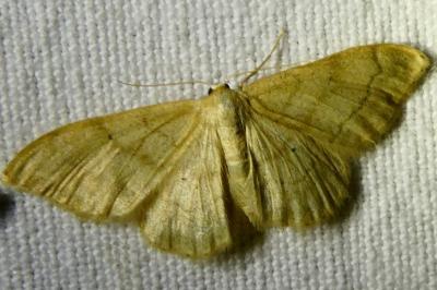 <i>Idaea deversaria</i>