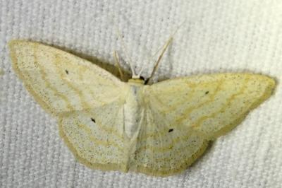 <i>Scopula immutata</i>