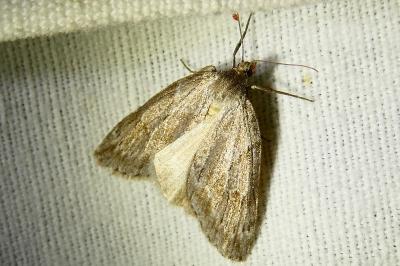 <i>Pachycnemia hippocastanaria</i>