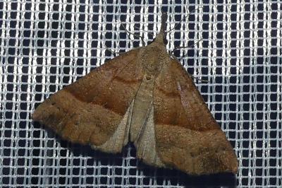 <i>Hypena proboscidalis</i>