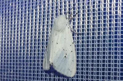 <i>Spilosoma lubricipeda</i>