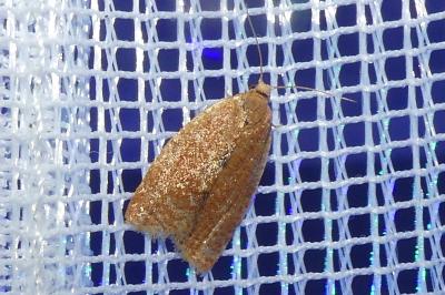 <i>Clepsis consimilana</i>
