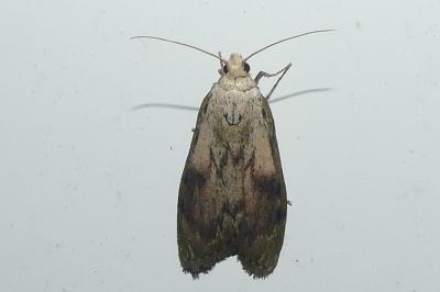 <i>Aphomia sociella</i>