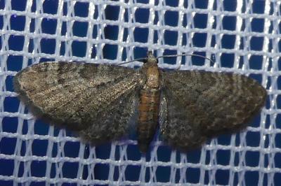 <i>Eupithecia haworthiata</i>