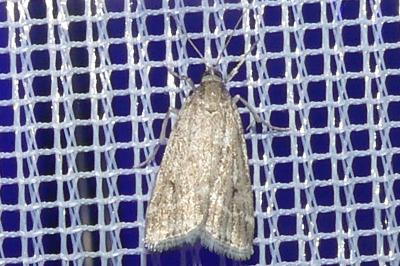<i>Eudonia pallida</i>