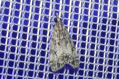 <i>Eudonia lacustrata</i>