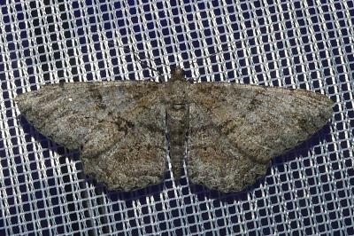 <i>Peribatodes rhomboidaria</i>