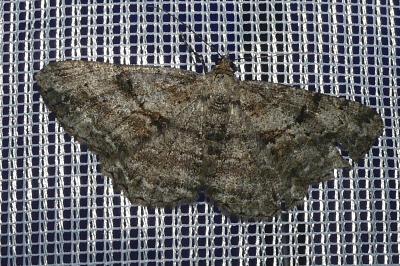 <i>Peribatodes rhomboidaria</i>