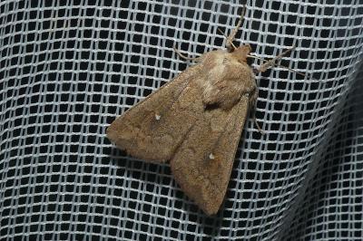<i>Mythimna albipuncta</i>
