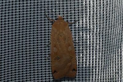 <i>Noctua pronuba</i>