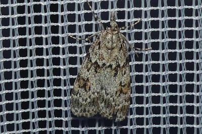 <i>Scoparia</i>