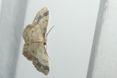 <i>Idaea trigeminata</i>