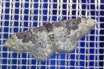 <i>Idaea rusticata</i>