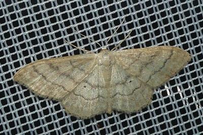 <i>Idaea deversaria</i>