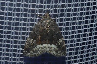 <i>Deltote pygarga</i>