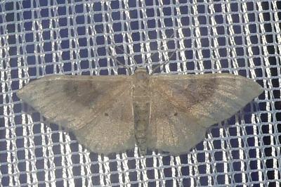 <i>Idaea degeneraria</i>