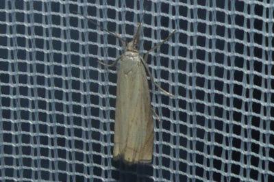 <i>Chrysoteuchia culmella</i>
