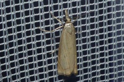 <i>Chrysoteuchia culmella</i>