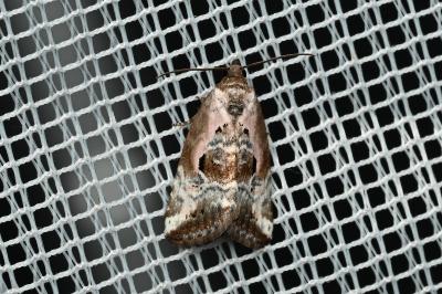 <i>Elaphria venustula</i>
